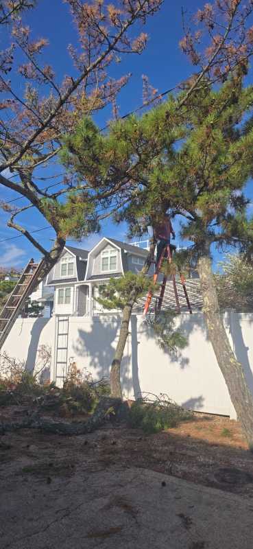 Sandoval Brothers Services LLC